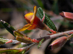 Bossiaea eriocarpa