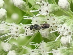 Hylaeus