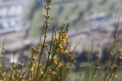 Ephedra chilensis
