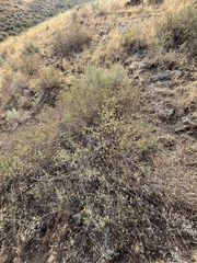 Symphoricarpos rotundifolius