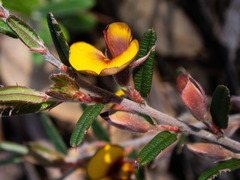 Bossiaea eriocarpa
