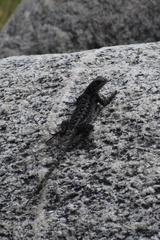 Sceloporus occidentalis longipes
