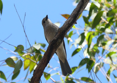 Colluricincla harmonica harmonica