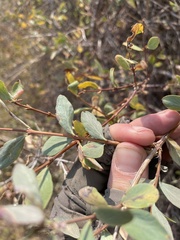 Symphoricarpos rotundifolius