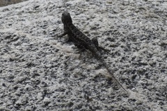 Sceloporus occidentalis longipes