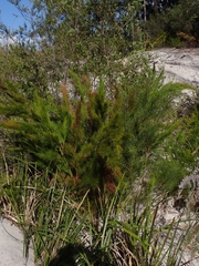 Caustis blakei