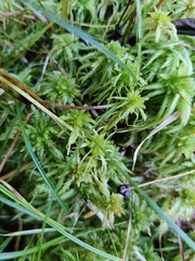 Sphagnum squarrosum