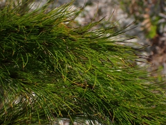 Caustis blakei