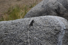 Sceloporus occidentalis longipes