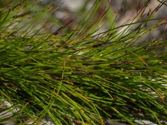 Caustis blakei