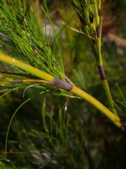 Caustis blakei