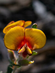 Bossiaea eriocarpa