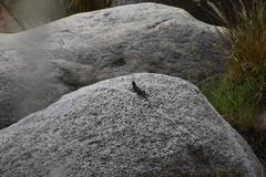 Sceloporus occidentalis longipes