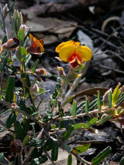Bossiaea eriocarpa