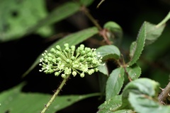 Aralia spinifolia