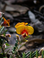 Bossiaea eriocarpa