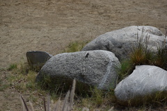 Sceloporus occidentalis longipes