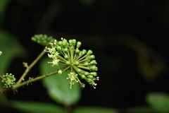 Aralia spinifolia