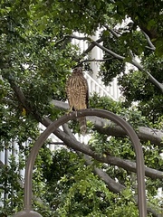 Buteo lineatus elegans