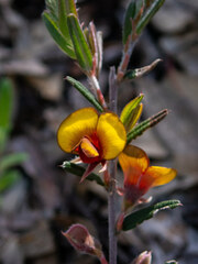 Bossiaea eriocarpa