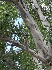 Buteo lineatus elegans