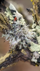 Heterodermia namaquana