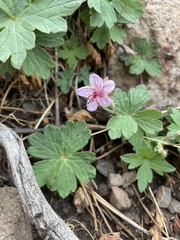 Geranium viscosissimum