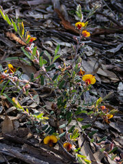 Bossiaea eriocarpa