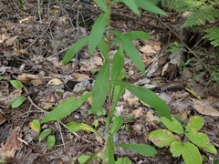 Solidago puberula