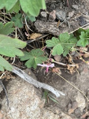Geranium viscosissimum
