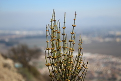 Ephedra chilensis