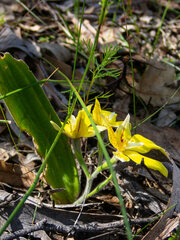 Caladenia flava