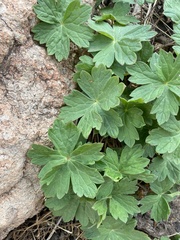 Geranium viscosissimum