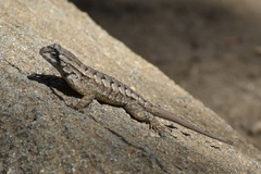 Sceloporus occidentalis longipes