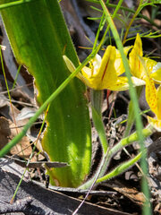 Caladenia flava