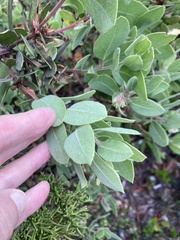 Arctostaphylos columbiana