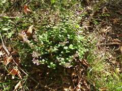 Clinopodium grandiflorum