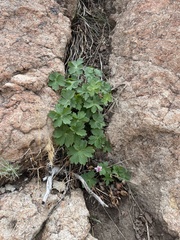 Geranium viscosissimum