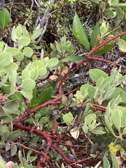 Arctostaphylos columbiana