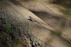 Sceloporus occidentalis longipes
