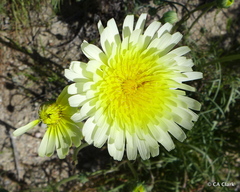 Malacothrix glabrata