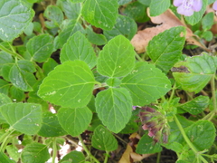 Clinopodium grandiflorum