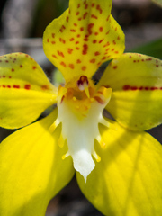 Caladenia flava