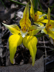 Caladenia flava