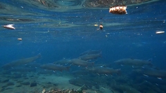Salvelinus confluentus
