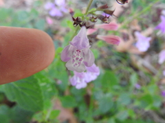 Clinopodium grandiflorum