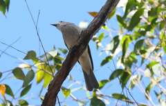 Colluricincla harmonica harmonica
