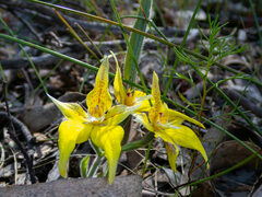 Caladenia flava