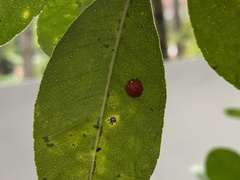 Chilocorus circumdatus