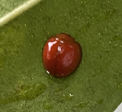 Chilocorus circumdatus